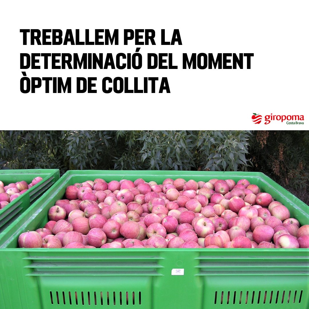 Des de #Giropoma, juntament amb Girona Fruits i Fructícola Empordà , i amb la participació de l’@irtacat, estem treballant en el projecte PICKBEST.🍏🍎

Us convidem a llegir l'article: giropoma.com/projecte-pickb…
#GrupsOperatiusCat @agriculturacat @EIPAGRI_SP @redrunacional @ruralcat