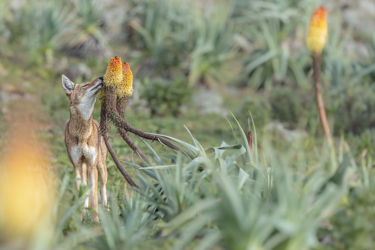 In Ethiopia the amazing Lily torch ( Kniphofia foliosa) are blossoming. For a long time I was dreaming to catch this behavior, a wolf licking the nectar ! I did it in June 2021. I am back In few days to see this.
#wildlifephotography #Wolves #photographer