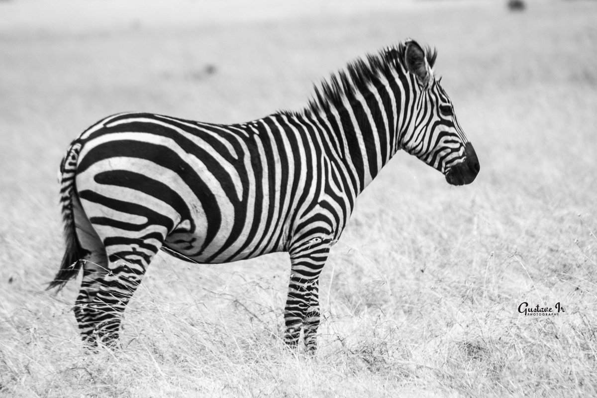 Captured a tranquil moment in nature's embrace at Akagera National Park.  #ZebraChill #AkageraNationalPark #NaturePhotography