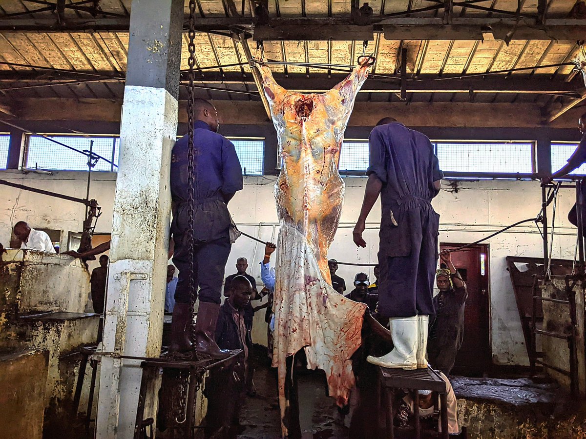 PRwamigabo's tweet photo. #SABAGO, société d'abattage de Goma et l'unique abattoir de la ville touristique, il est situé en commune de Goma non loin du marché public #Kituku, celui-ci fait travaillé des vétérinaires et personnels d'hygiène bien qualifiés pour prévenir les contaminations⤵️ https://t.co/N8KPHnDQE1