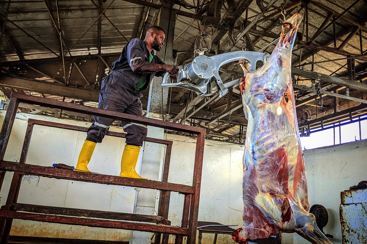 PRwamigabo's tweet photo. #SABAGO, société d'abattage de Goma et l'unique abattoir de la ville touristique, il est situé en commune de Goma non loin du marché public #Kituku, celui-ci fait travaillé des vétérinaires et personnels d'hygiène bien qualifiés pour prévenir les contaminations⤵️ https://t.co/N8KPHnDQE1