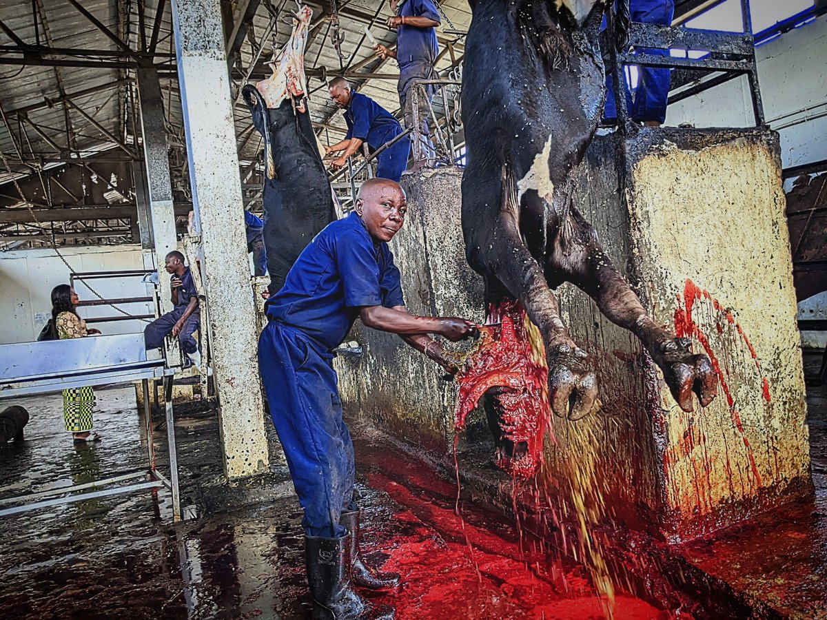 PRwamigabo's tweet photo. #SABAGO, société d'abattage de Goma et l'unique abattoir de la ville touristique, il est situé en commune de Goma non loin du marché public #Kituku, celui-ci fait travaillé des vétérinaires et personnels d'hygiène bien qualifiés pour prévenir les contaminations⤵️ https://t.co/N8KPHnDQE1