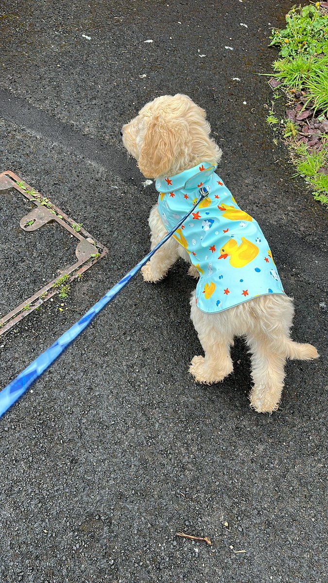 veevcf's tweet photo. @dog_rates Rowley is not jealous because he has his own rubber ducky jacket 🙂 https://t.co/zl3ZsRCuXx