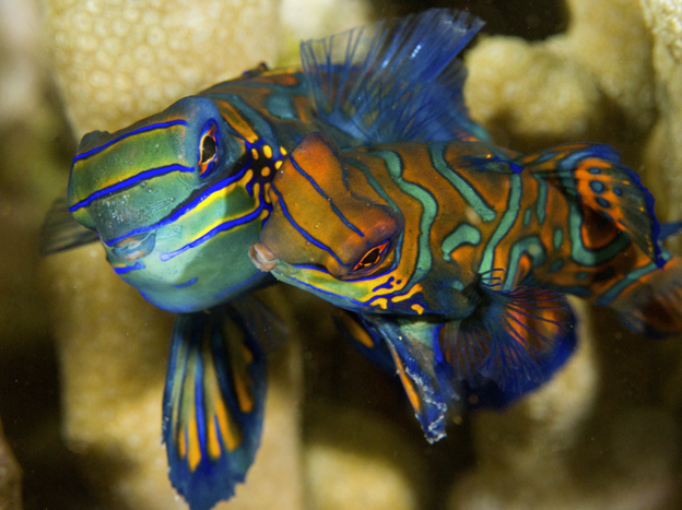 TFHmagazine's tweet image. For these mandarinfishes, it's love at first sight!

📷: Angela and Marc Damant

#mandarinfish #fishphoto #aquariumphotography