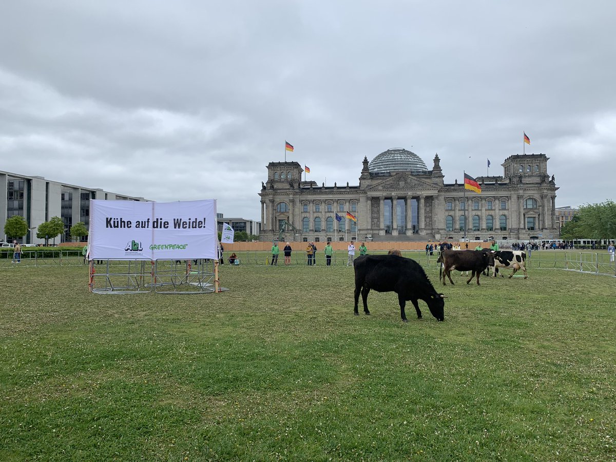 greenpeace_de's tweet photo. Wir lassen heute eine Herde Kühe auf der Reichstagswiese grasen ☘️🐮Aus Protest dagegen, dass in Deutschland nur rund 31% der Rinder #Weidehaltung haben. Gemeinsam mit der Arbeitsgemeinschaft bäuerliche Landwirtschaft fordern wir von @cem_oezdemir: alle Kühe auf die Weide! https://t.co/2QeWwwBMEs