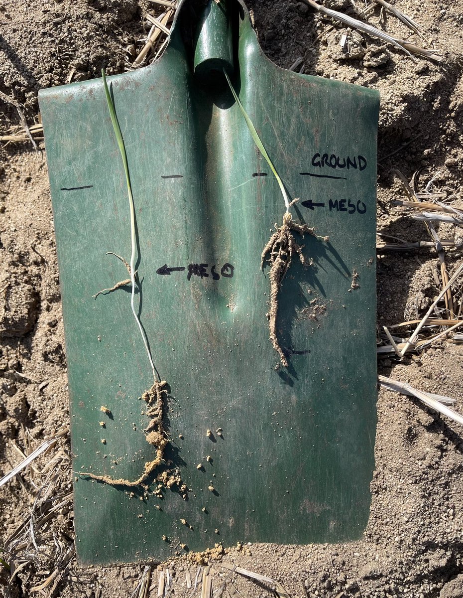 Excited to work with POGP funding for my Master’s project looking at ability of #oats to emerge from #deepsowing! Oats sown at 100 mm on the left vs 30 mm. #Mesocotyl is an extension of #coleoptile, where oats is the only #cereal to have it 👀🌱