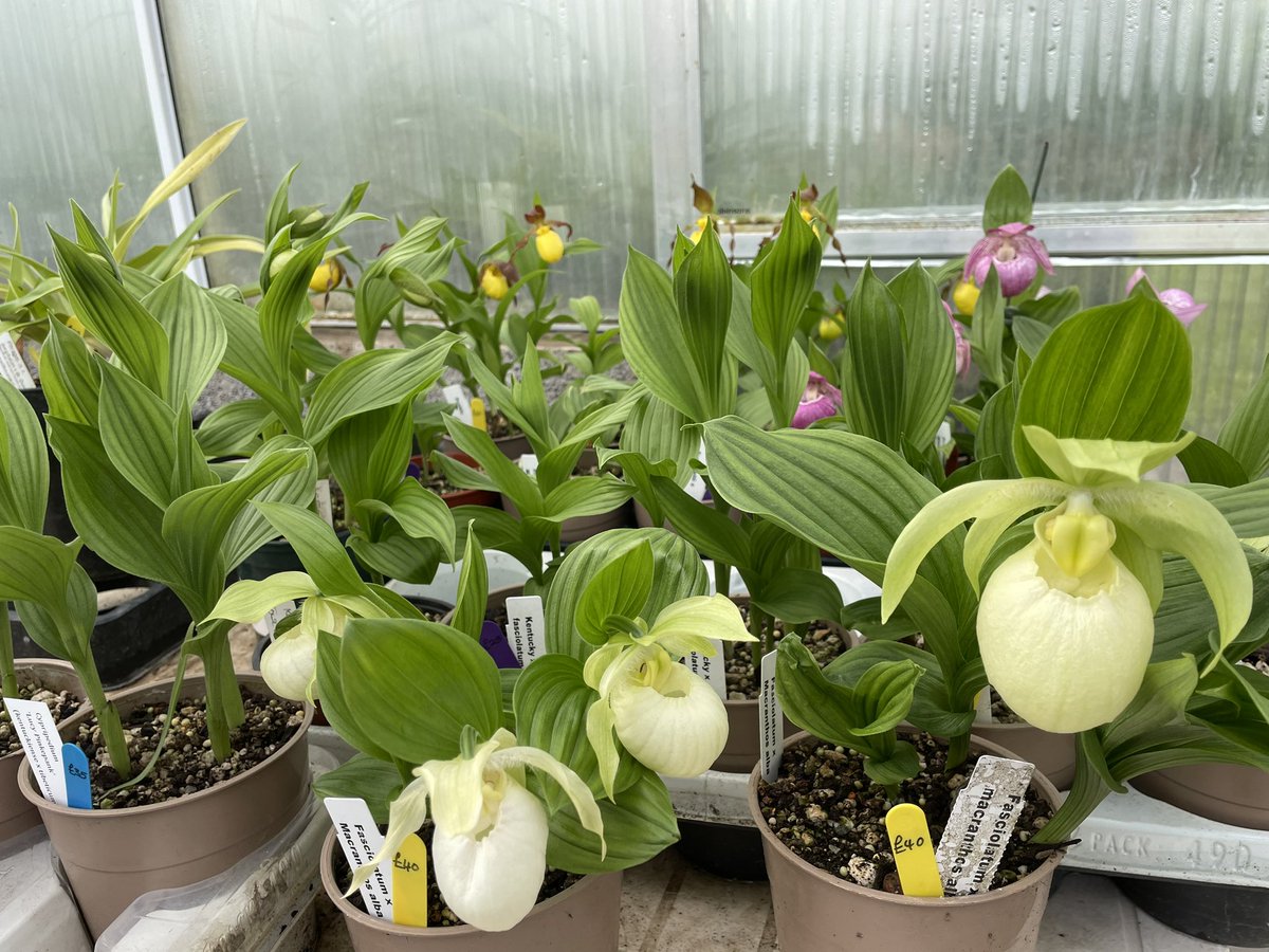 Cypripediums are just coming into flower, please order online or pick up this weekend at our ‘Open Day’ - 20th/21st May!  #cypripedium #eliteorchids #orchidsforsale #orchidsofinstagram #plantsforsale #plantsmakepeoplehappy