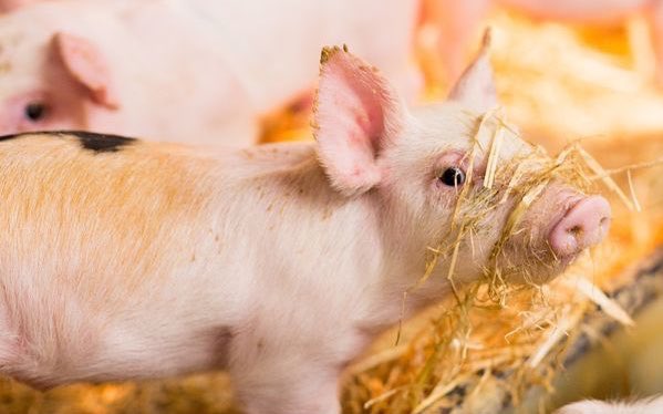 🐷 Attention Pig Farmers! 
Transform your pig farm with the Original Maximat feeding automat by SKIOLD! Experience cutting-edge technology designed to save energy, boost animal welfare,&amp; elevate working conditions for a truly sustainable farming solution. 🌱

☎️ 049 4379144