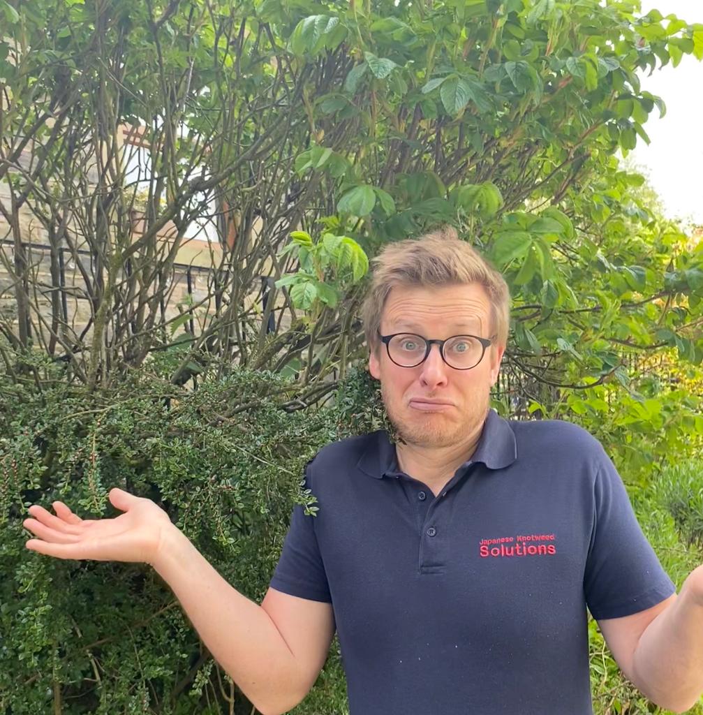 JKSLtd's tweet photo. “I’m confused … my nan has got Cotoneaster in her garden which is a Schedule 9 invasive non-native plant species as included within the Wildlife and Countryside Act 1981…. What can she do!?!”.... #JKSL  #invasiveSpeciesWeek #cotoneaster #INNSweek https://t.co/oofMKKBSKt
