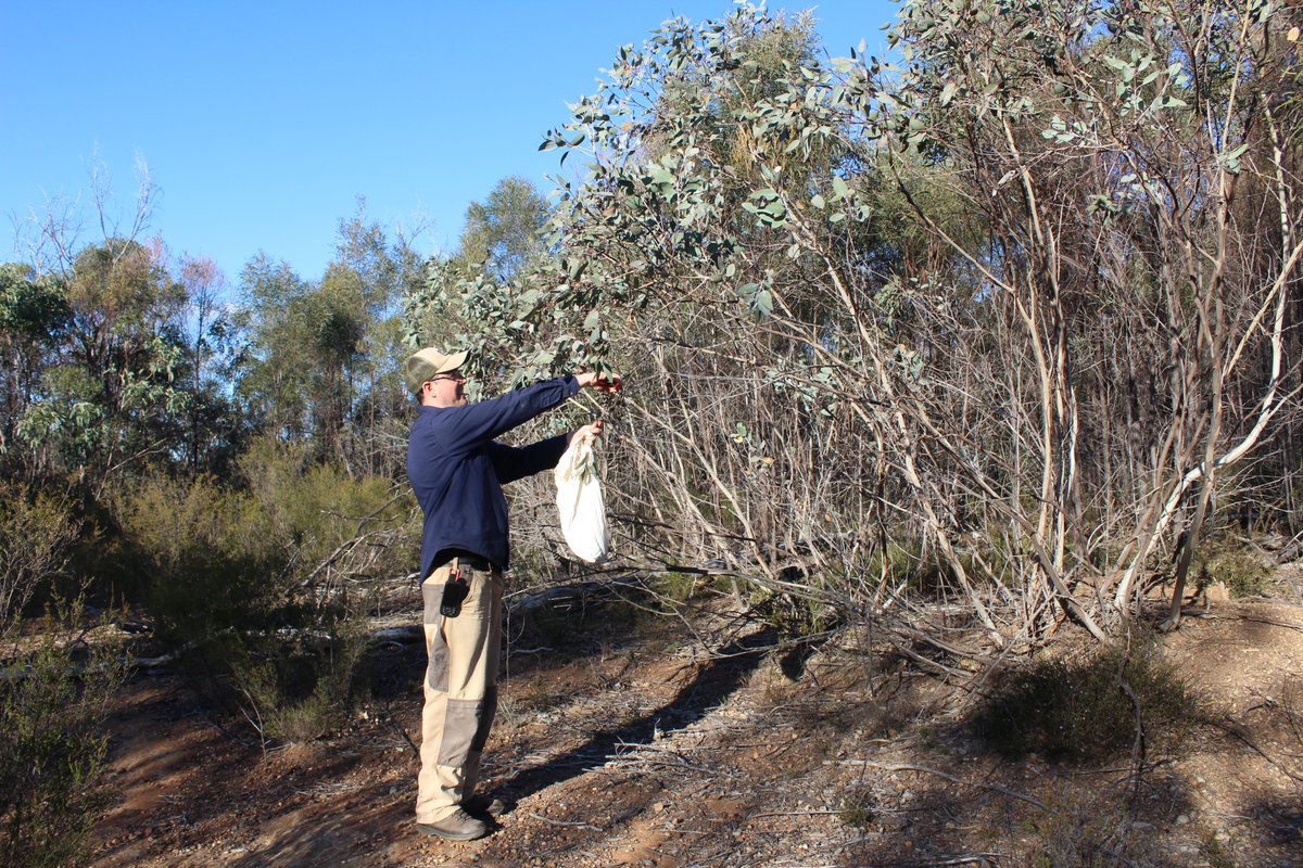 Gavin Phillips (@seedygav) on Twitter photo What's this? Me collecting seeds again? Well, if I'm out surveying rare #eucalypts & find a few that I know have never been seedbanked, why not I say! A good haul of Eucalyptus dealbata subsp aperticola from Wollemi NP will be on its way to #PlantBank at the <a href="/AustralianBG/">The Australian Botanic Garden</a> soon! What's this? Me collecting seeds again? Well, if I'm out surveying rare #eucalypts & find a few that I know have never been seedbanked, why not I say! A good haul of Eucalyptus dealbata subsp aperticola from Wollemi NP will be on its way to #PlantBank at the <a href="/AustralianBG/">The Australian Botanic Garden</a> soon!