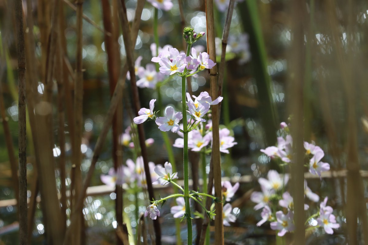 Spinkybird's tweet photo. #WaterViolet #flaars #bokeh #wildflowerhour 
@NorfolkWT #Upton https://t.co/PpTJdxY5bp