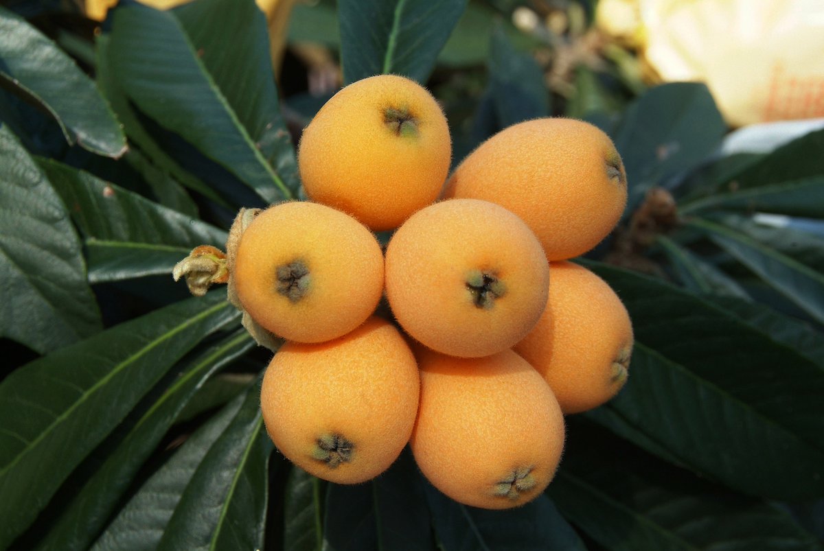 ThomeWitu's tweet photo. Ndunda - literally translates to 'fruits'.
The only fruits Kambas couldn't name so they resigned to giving them the general name.
@LearnGiryama @Thriving_luos how do you call these in your language?
Cc:@BantuLanguages
#KambaLanguage #kikamba https://t.co/45EmSGj9RH