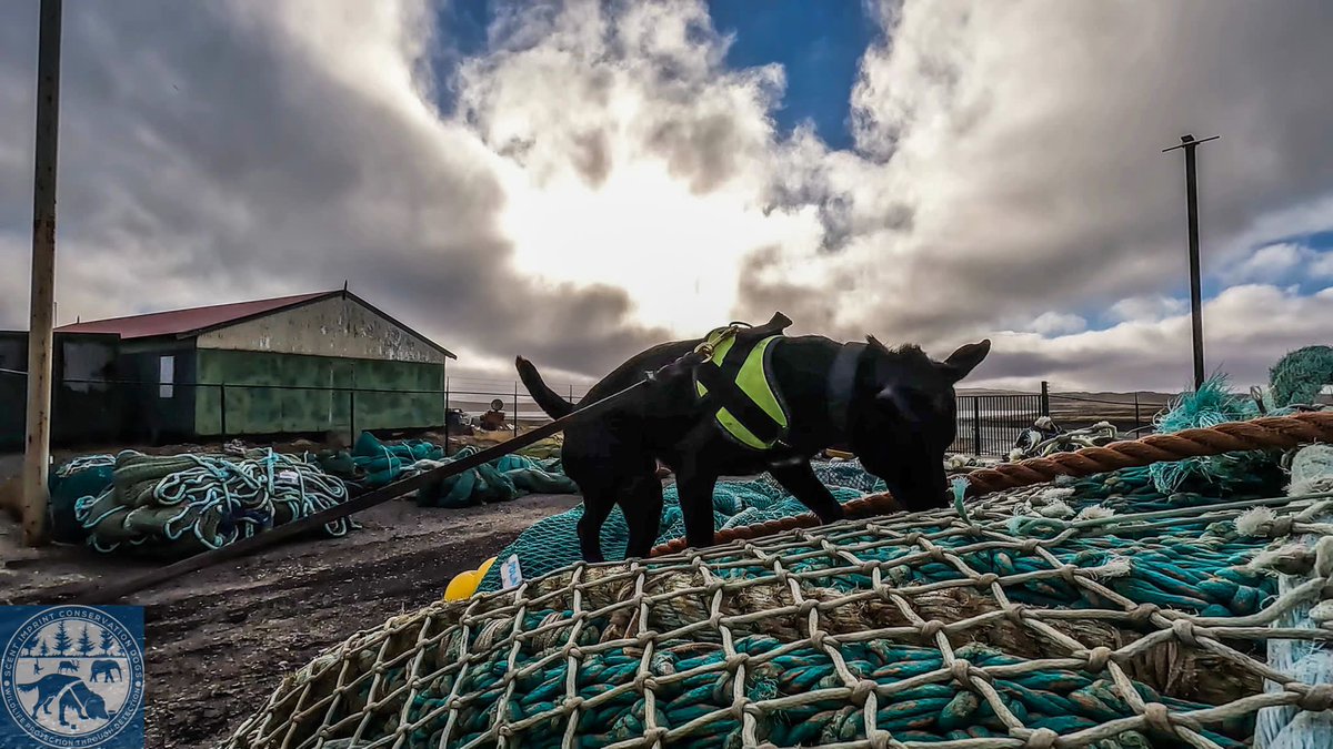 Biosecurity detection dog King. Screening some fisher nets looking for invasive species. Allround the world, detector dogs are trained to detect biosecurity risk items such as exotic pests and diseases, fresh fruit, fresh vegetables, and fresh plant material.