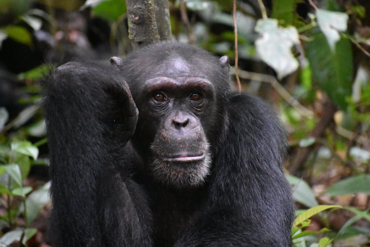 JOB ALERT!!! for WILDLIFE VET to join us at project vet at TCP - AND - for three VOLUNTEER RESEARCH ASSISTANTS. 
Application deadline June 1, 2023 or until position is filled. START in SEPTEMBER 2023
taichimpproject.org/jobs