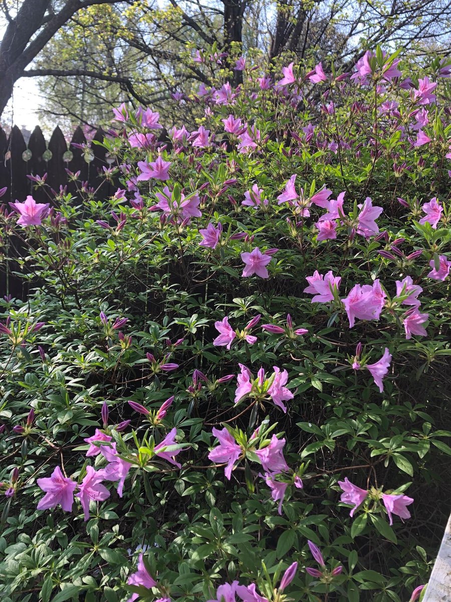 #Azalea LOVE! #gardensoftwitter