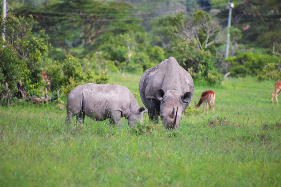 SyvetSafaris's tweet photo. Tumekuwa huku. Sijui nyinyi mmekuwa wapi weekend. 

Let us know below how you spend your weekend hapo kwa comments. https://t.co/O1oHcObSpf
