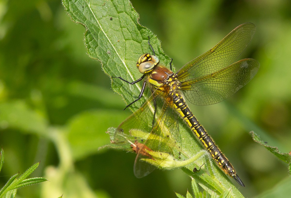 My first 'proper' dragonfly of the year: Hairy Dragonfly, Woodwalton Fen, Cambs, 14.5.23