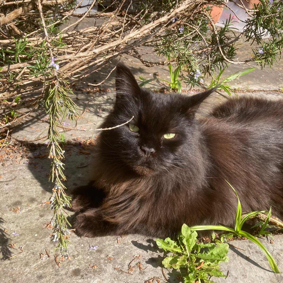 PopmasterPigeon's tweet photo. Round one: just 18 points. Round two: 24 points. Two M Peeps in 10. My little helper wasn’t much help today. #PopMaster #PopMasterPets #PetMaster https://t.co/dDb19tWWxb