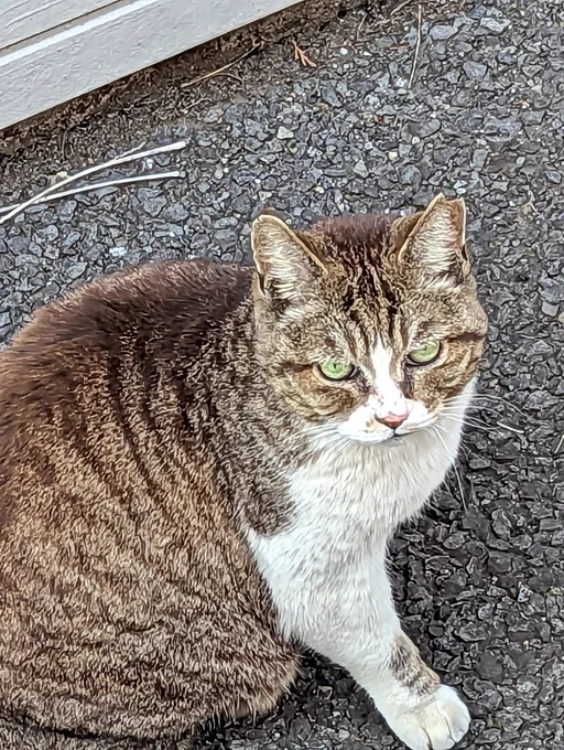 本日のお猫さまです ご査収ください  えっ!? なに??  の瞬間です