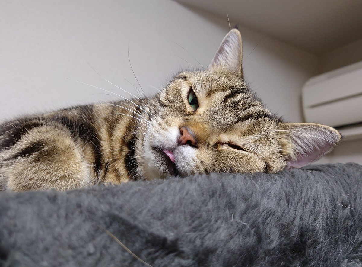 お久しぶりだニャ😺😁