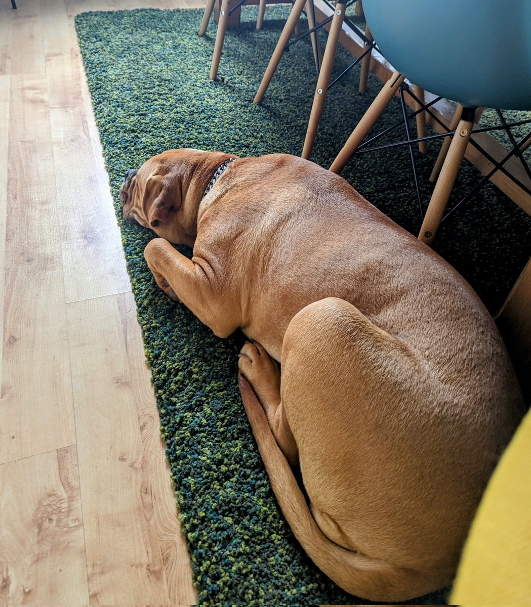 Sarah_Christie5's tweet photo. Attending @macmillancancer staff conference over the next two days - it's nice to take time to immerse ourselves in our organisation and look to the future. Luna is also using the opportunity to take time out of her busy schedule #MacLive #dogsoftwitter https://t.co/NTJIhOAVcn