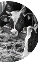Animals_EFSA's tweet photo. Newly published @EFSA Scientific   Opinion on the welfare of #DairyCows recommends sufficient space for cubicles   #AnimalWelfare
#Farm2Fork #Animals4EU 👉https://t.co/p3norvq5Xh &amp; via @EFSA_EU https://t.co/EU51i4zRlb