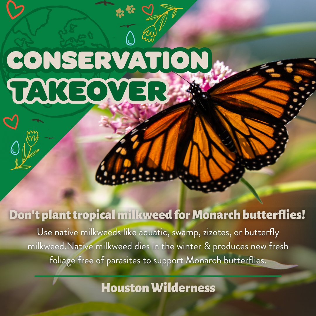 🛑 STOP RIGHT THERE! #ConservationTakeover Tip our friends @HouWilderness want you to know: don't plant TROPICAL milkweed for Monarch butterflies! Use native milkweeds like aquatic, swamp, zizotes, or butterfly milkweed.