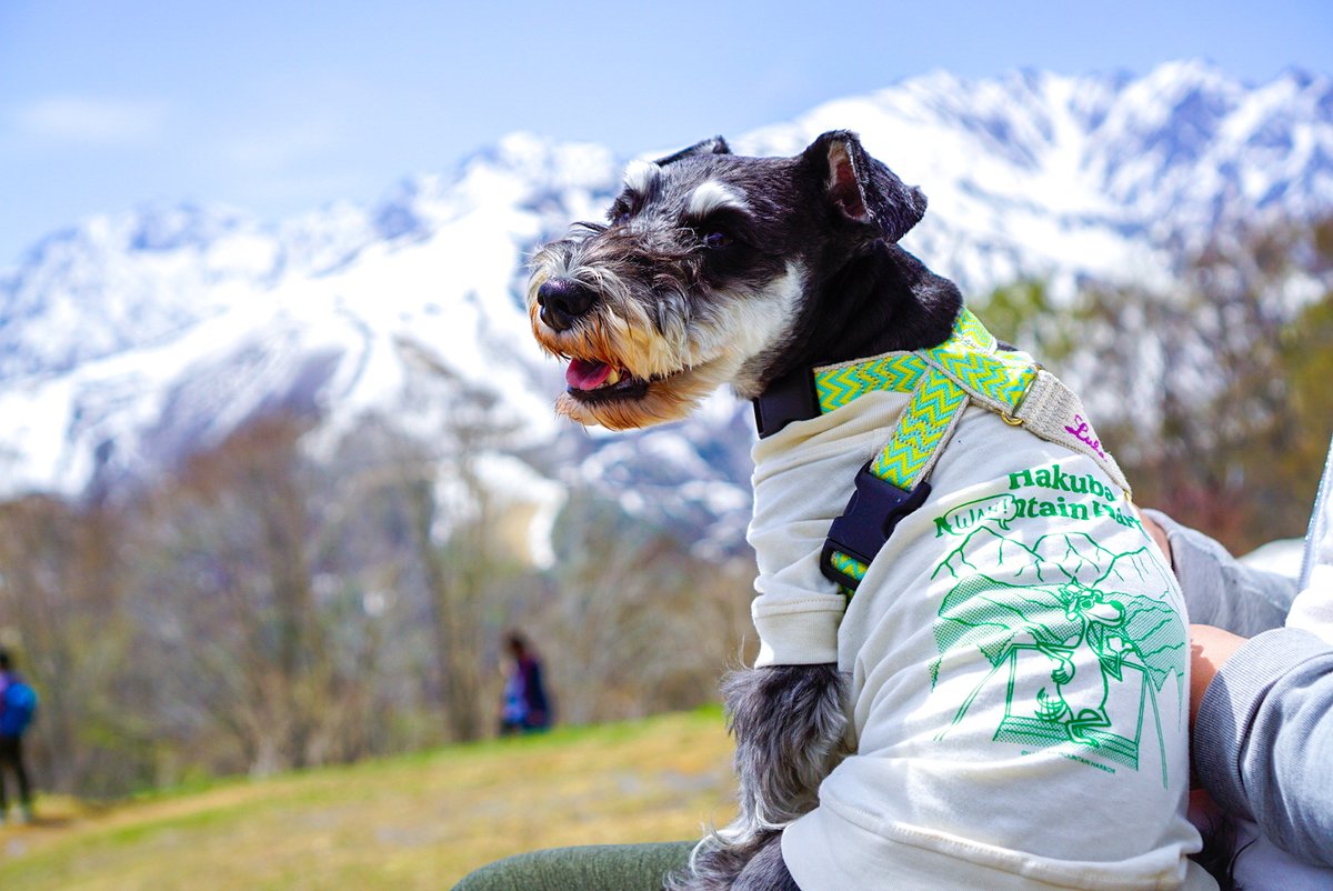 ByHakuba's tweet photo. 〜プロカメラマンによる撮影とピクニックスタイルのご朝食を〜Perfect Doggycation🐶
===
早朝の岩岳マウンテンリゾートの山頂を貸し切り、プロのドッグフォトグラファーとともに、愛犬とお散歩するイベント付き宿泊プラン🏔
👇詳細はこちら
https://t.co/Ep4ODKvHLO https://t.co/Hld5z9H2IK