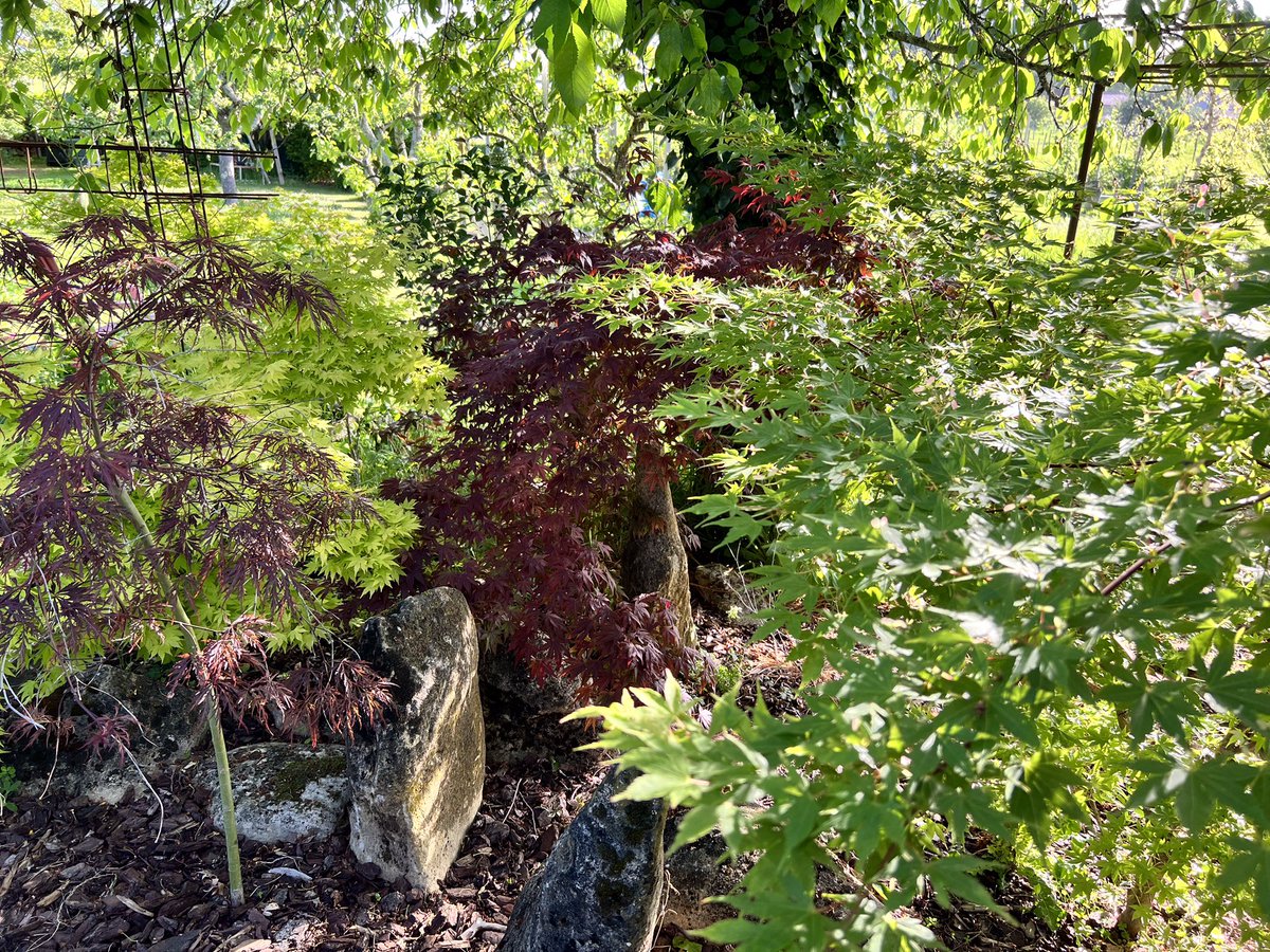 DGENSamurai's tweet photo. So. The Japanese gardens looking good this year https://t.co/jRP5h1oXxG