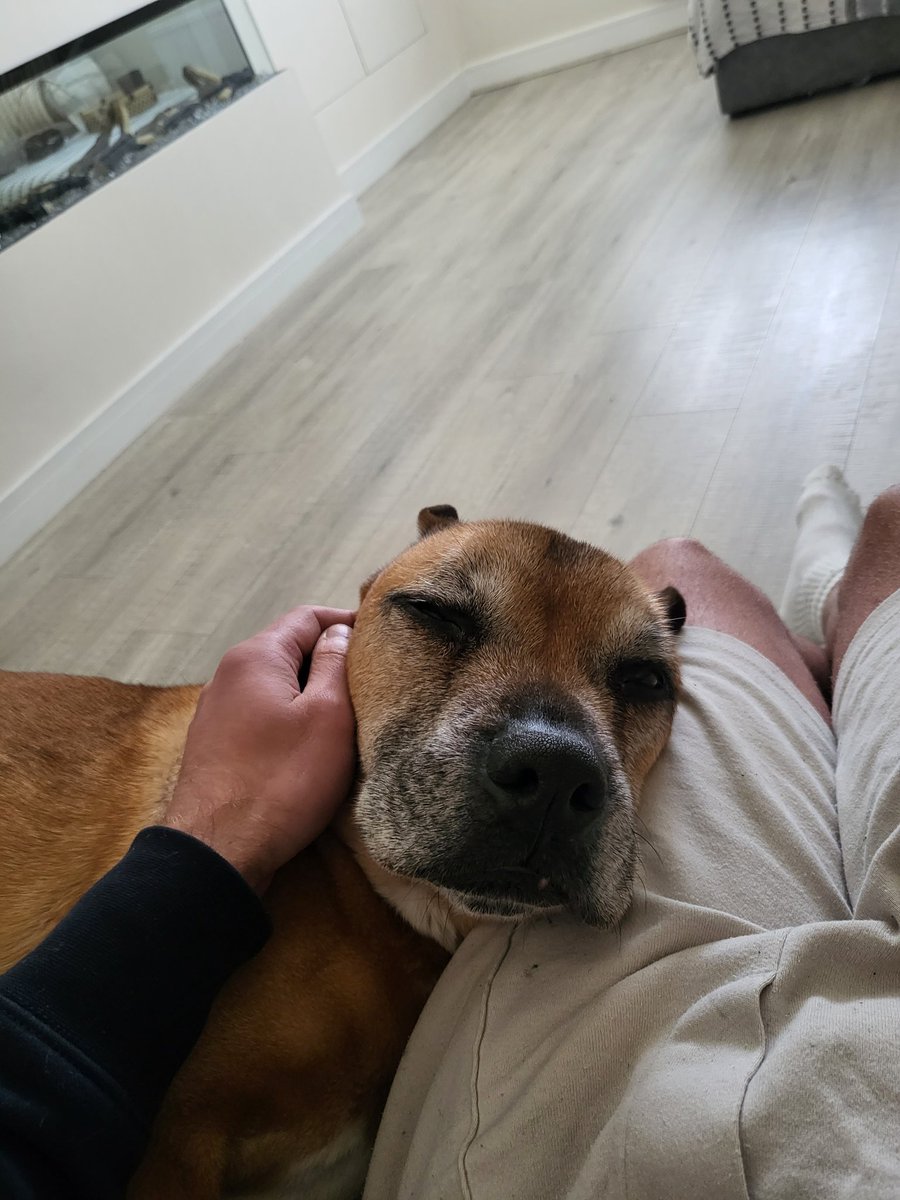 block93afc's tweet image. My beautiful boy passed away yesterday 13 years young ❤️ 🐕. The greatest companion and friend I could ever ask for. A heart built of gold 💛. Love you forever Busty.