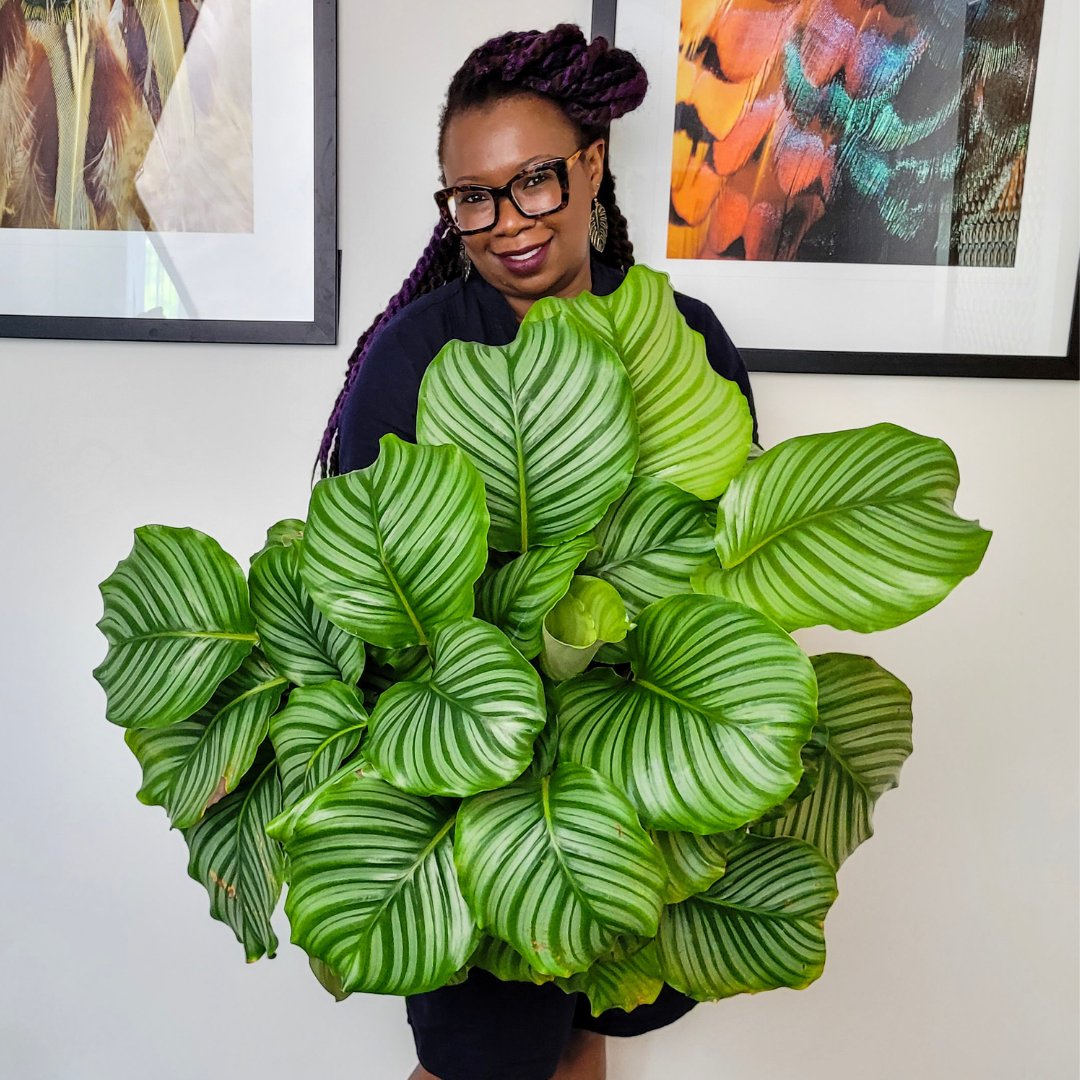 TheLecaQueen's tweet photo. I adore this plant! Calathea Orbifolia loving life thanks to @gt_growth_technology_au Foliage Focus💗💛💚. 🌱 living in leca https://t.co/EkMTouEu1q
