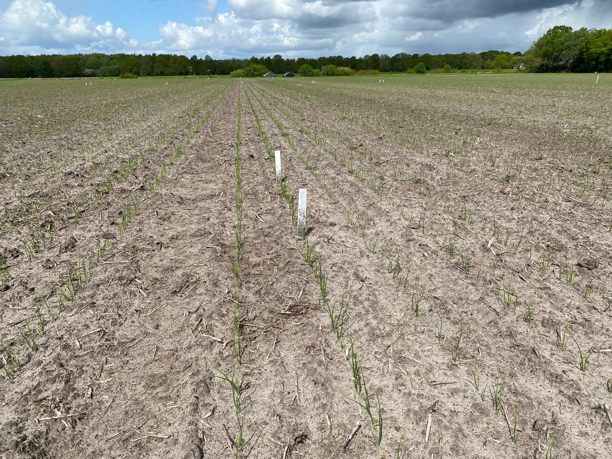 CertisBelchimNL's tweet photo. Uien met #Nemguard aan de basis staan er mooi bij! #aaltjes #uienvlieg #biorationals #Growingtogether https://t.co/fMh7sf82rL