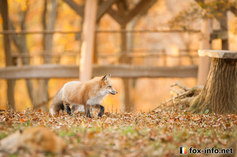 fox_info_net's tweet photo. きつね色🦊🍁
 #蔵王キツネ村 https://t.co/b4kwKwaArN https://t.co/OIxzq0Ae22