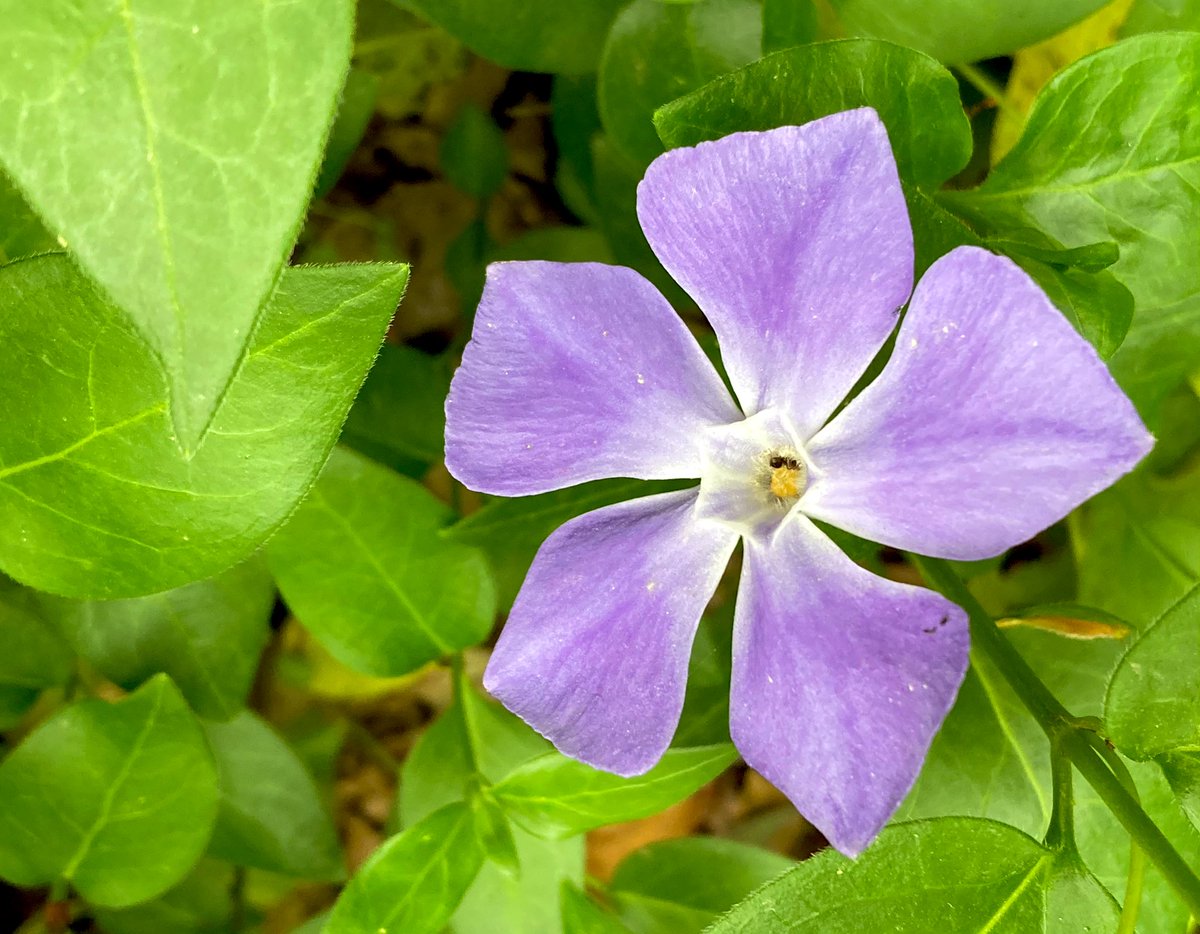 bluejam_mix's tweet photo. My eyes tweetβ¦
#niigata #flower #blueperiwinkle
#ζ°ζ½εΈ #γγ«γγγγγ½γ¦ https://t.co/owH27OrcJr