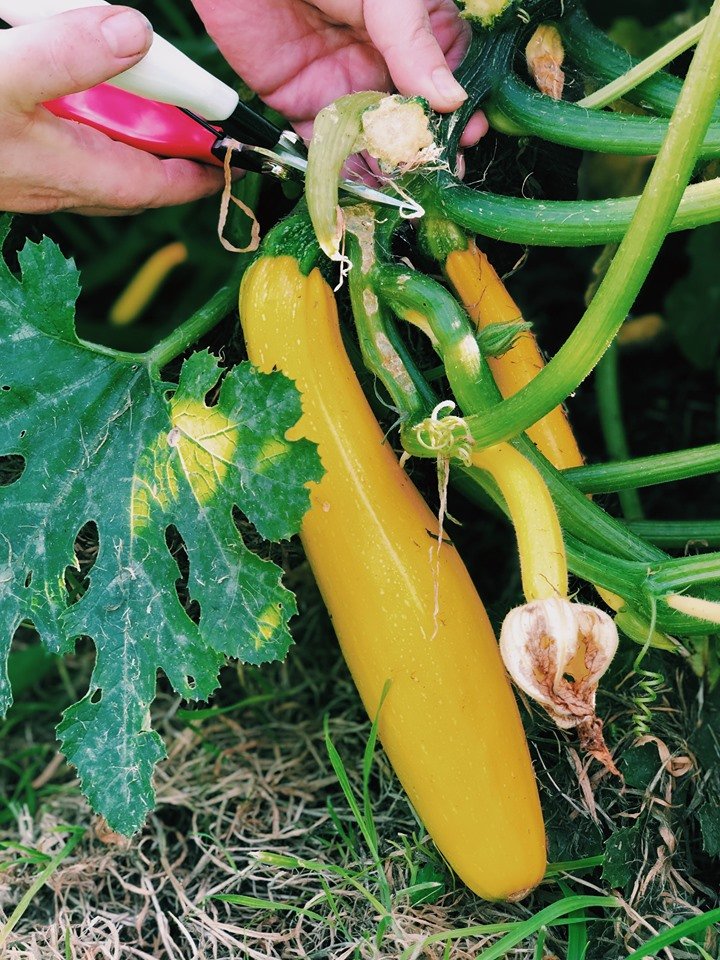 Looking forward to getting into the allotment again picking fresh vegetables🥒#garden #gardening #gardentools #gardentool #gardenjobs #gardenersofinstagram #gardengram #gardenersofig #gardenersofinsta #gardenlife #gardendesign #gardenphoto #gardenphotography #picoftheday #foryou
