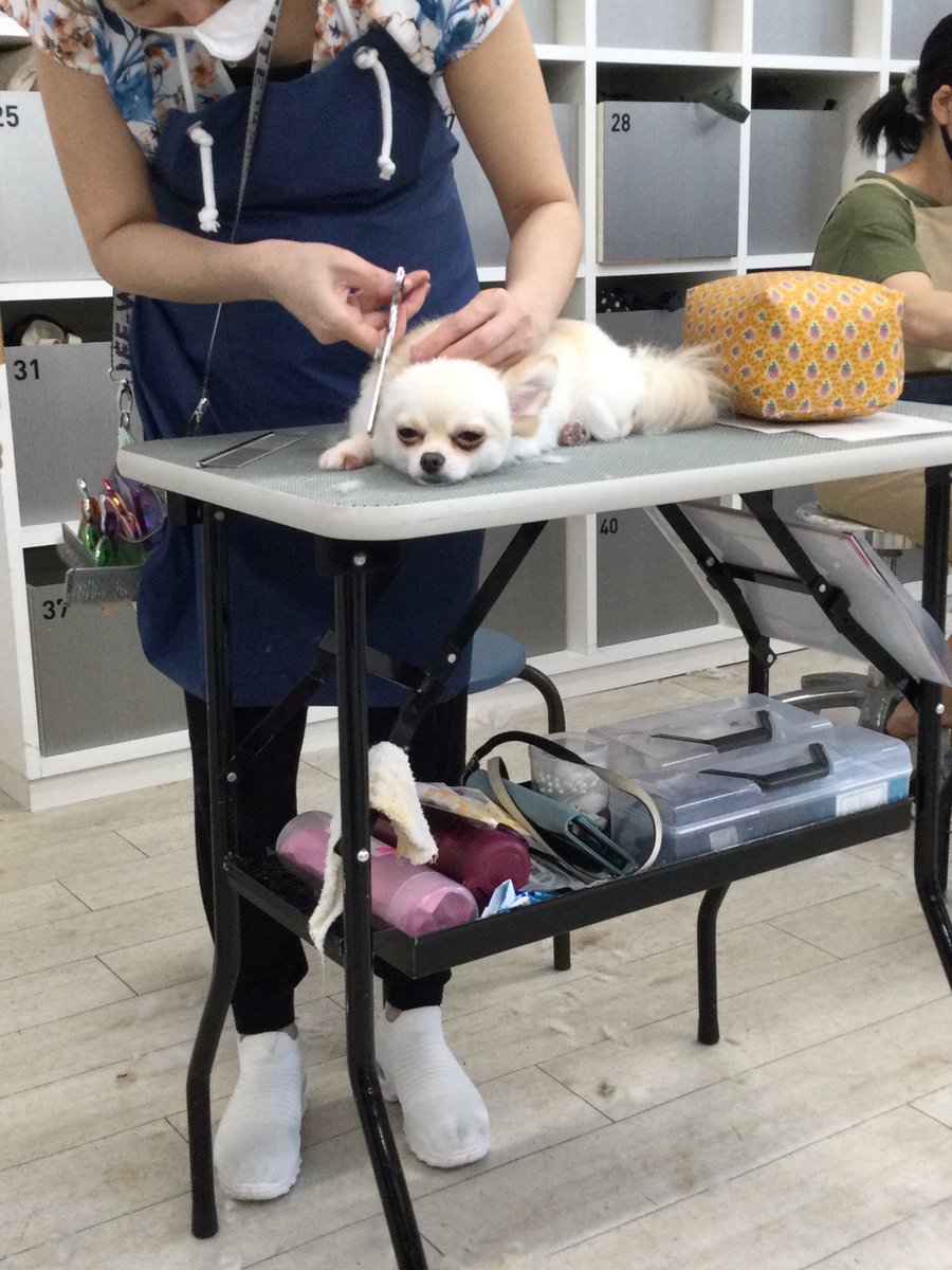 カット中にウトウト🥱
長時間のトリミングお疲れ様でした！
本日もとってもお利口さんに頑張ってくれました！

#池尻大橋 #ケンネルスクール #お利口さん #チワワ