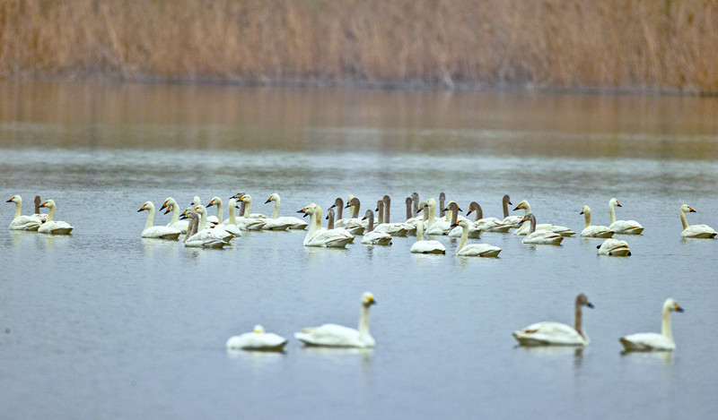 #Jiangsu has made persistent efforts to strengthen the protection and restoration of the #YangtzeRiver #ecological environment system in recent years, in particular significant results in #biodiversity  conservation. #BiodiversityDay