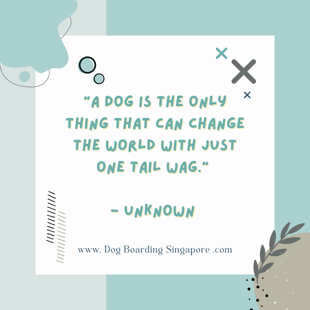 We believe that a happy dog makes for a happy home. That's why we provide a safe, comfortable and loving space for your furry family member to stay while you're away. 🏠🐶❤️ #dogboarding #homedogboarding #crysandmelsdogs