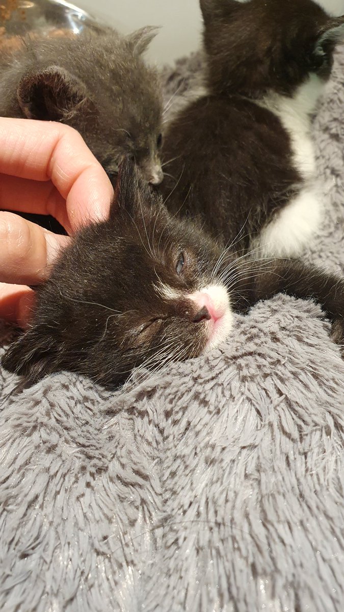 flyingpetclinic's tweet photo. [입양홍보] 엄마와 함께 구조된 아가 다섯마리입니다. 한 달된 아이들이고, 일단 셋 먼저 올려봅니다. 가족을 찾아요. https://t.co/ofI9VzvY20