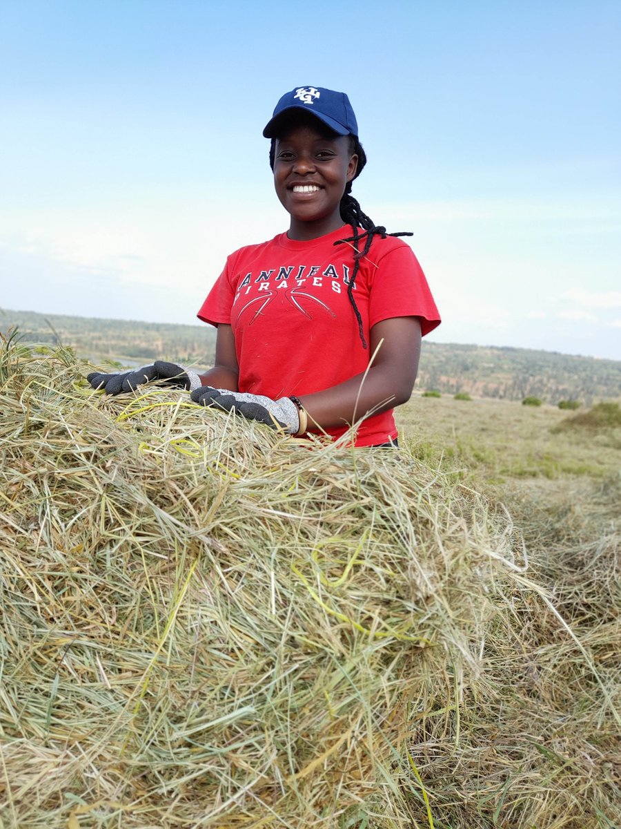 Sangwa Sifa Florence On Twitter HAY MAKING Are You A Farmer Planning sangwa-sifa-florence-on-twitter-hay-making-are-you-a-farmer-planning