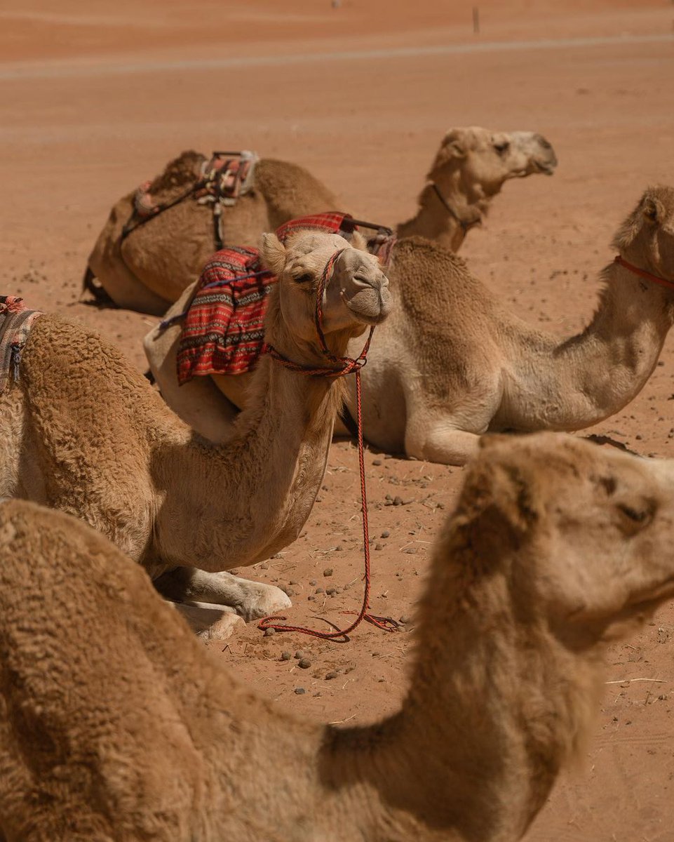 📍 Desert Camping Wahiba Sands, Oman 🇴🇲 
📸:  [thechaosdiaries] 
omanpocketguide.com  
#OmanPocketGuide #Oman #MyOman #TravelToOman #Travel #Tourism #Viral #Trending #uae #dubai  #qatar #ksa #gcc #Italia #Deutschland #US #EU #UK #Britain #France #Schweiz #India #MiddleEast