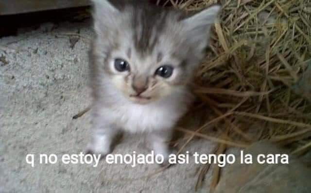 HideyoshiUwO's tweet photo. @MisaVtuber Buenos días, yo cuando me levanto xD https://t.co/RsrFRzpREL