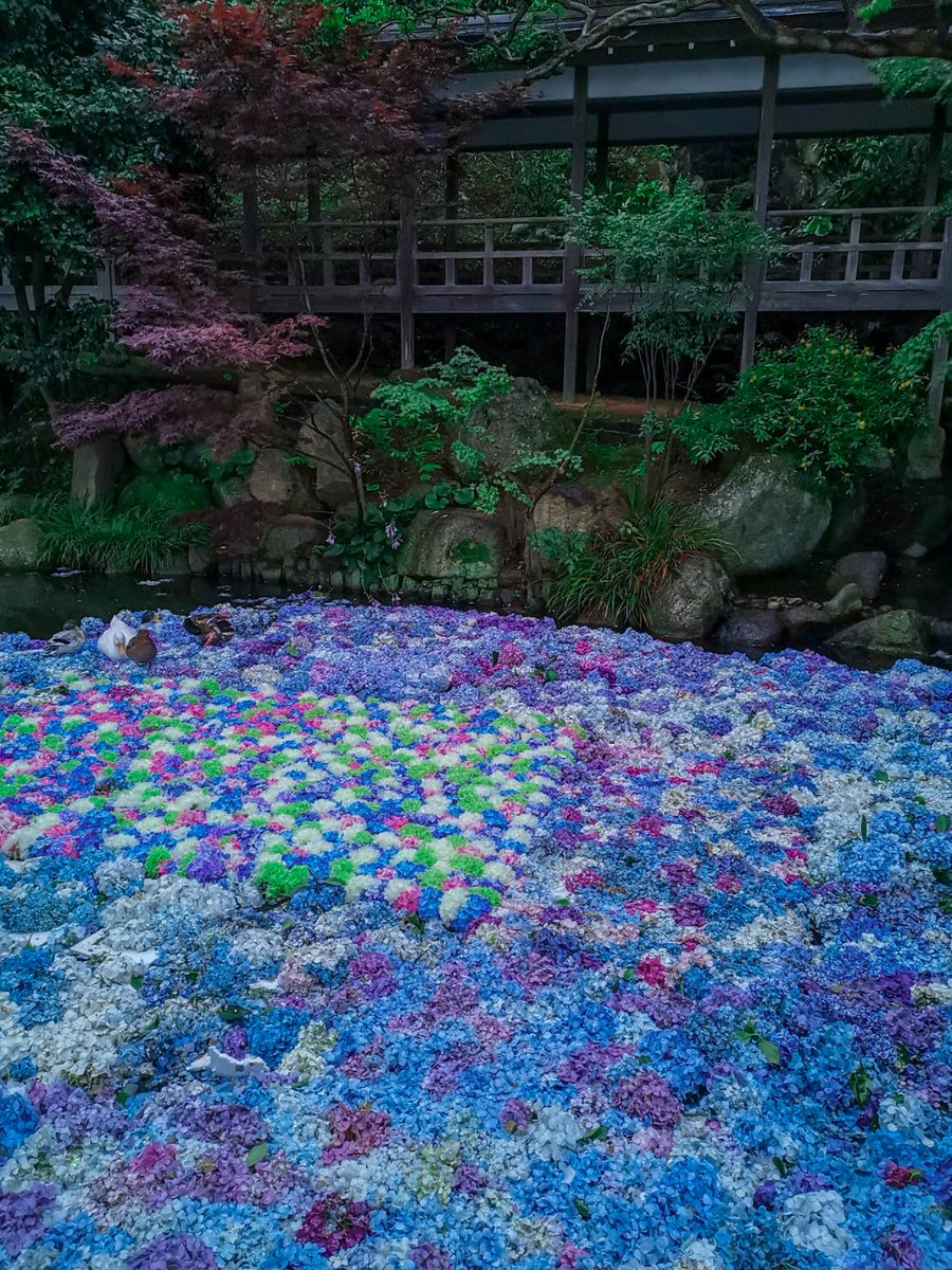 筑波山の山麓にある雨引観音では毎年紫陽花を池に浮かべて訪れる人々に癒やしを与えている

手水舎ではよく見るけどこの規模はすごいよね

#あなたの紫陽花見せてください