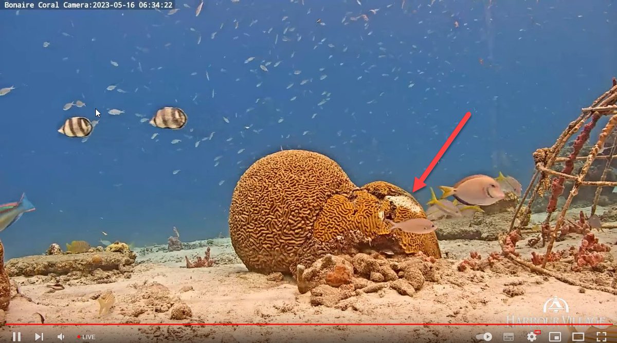 This is what Stony Coral Tissue Loss Disease (SCTLD) does to braincoral. Clearly visible on this livecam #Bonaire youtu.be/OTDdK5oYh_8 Please decontaminate your gear infobonaire.com/fast-moving-co… #PADI #Scuba #Divers
