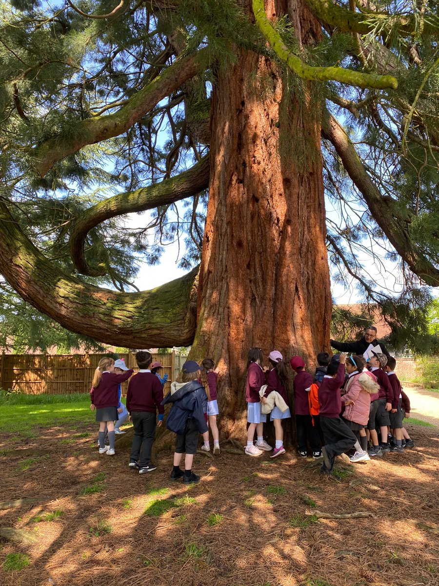 Cranborne School on Twitter "The Redwood pine tree has soft wood and is 150 years old (so far