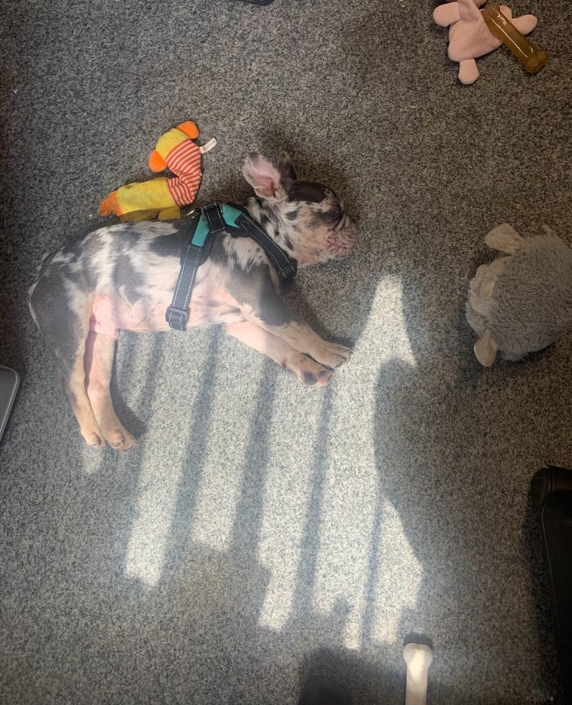 lockedandsecure's tweet photo. 🐶  So this is all the help I get today with Frankie the Frenchie. 🤣  Sunning himself! 😎 Asleep! 💤 All played out!  🐶 https://t.co/r7ThQpfxjG