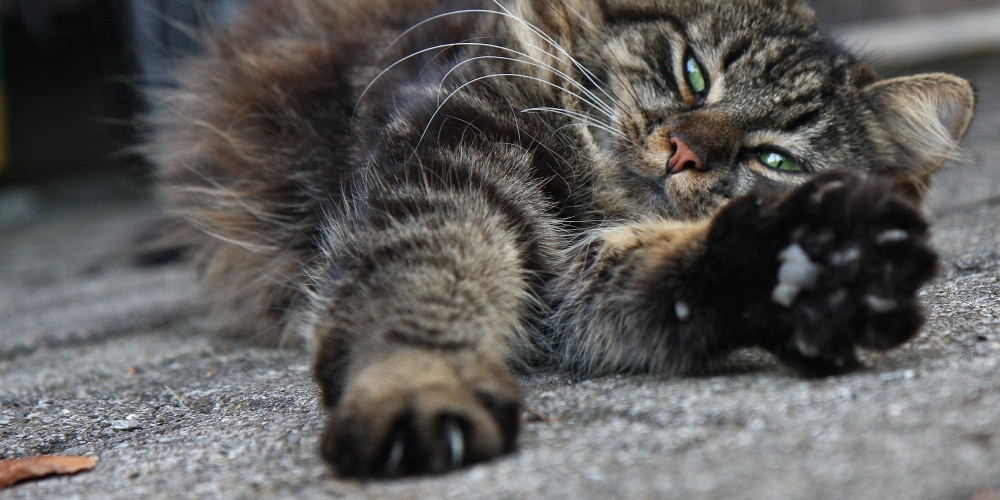 CatAttire's tweet photo. Incredible! 

#pets #animal #kidsoutfit #cute 
#animals #adorable #cat #catclothes #catattire #kot #gato https://t.co/YczgNNR874