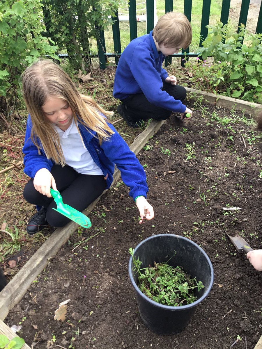 LeysFarm's tweet photo. Class 4W have enjoyed weeding some of the beds in the garden this morning. Looking forward to sowing some wildflower seeds and watching them grow. #LFJSScience #LFJSMindfulness #LFJSGardening https://t.co/SvWwDe6fix
