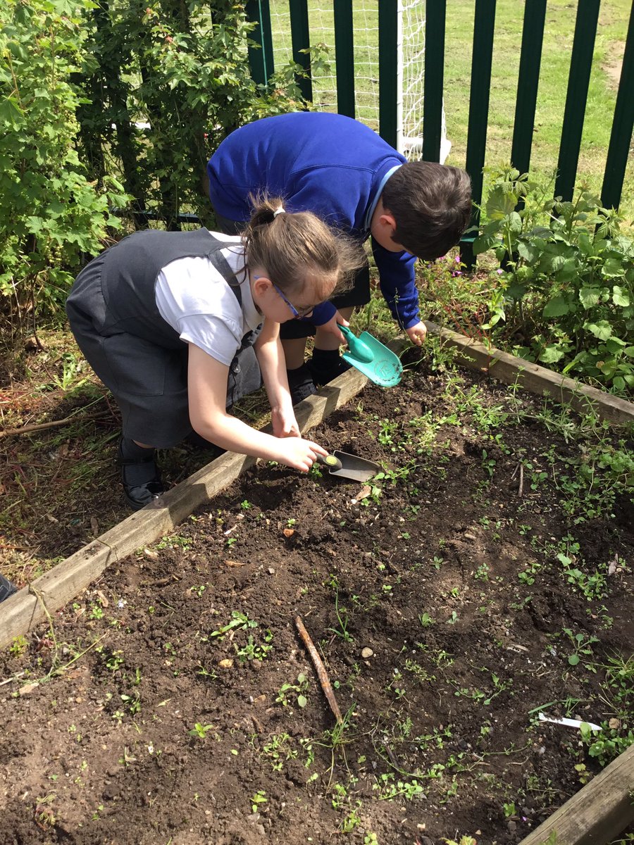LeysFarm's tweet photo. Class 4W have enjoyed weeding some of the beds in the garden this morning. Looking forward to sowing some wildflower seeds and watching them grow. #LFJSScience #LFJSMindfulness #LFJSGardening https://t.co/SvWwDe6fix