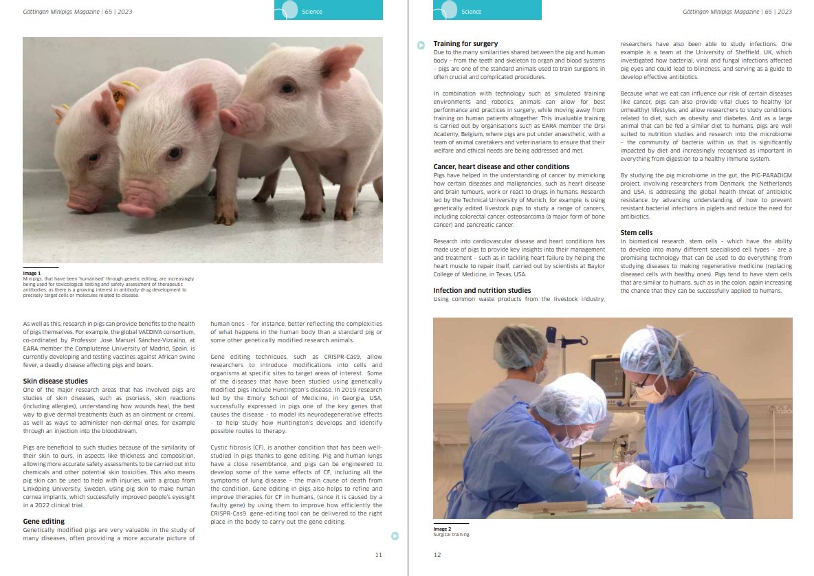 🐷 Our recent article on #pigs in #BiomedicalResearch has been featured in the Spring 2023 issue of the Göttingen Minipigs Magazine, published by EARA member Ellegaard Göttingen Minipigs.

Read the #minipigs magazine & feature (p.10-13): minipigs.dk/about-us/gotti…